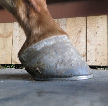 Shod hoof chestnut horse