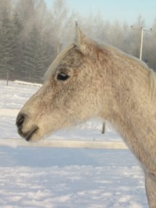 Grey Arab horse headshot in snow