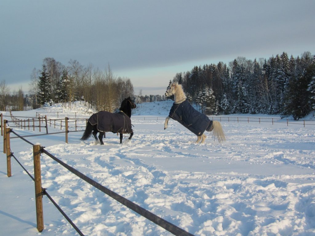 A black Welsh Cob and a white Arab playing in snowy fields
