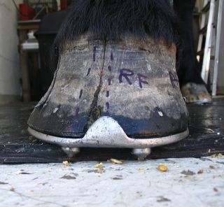 Hoof with shoe and crack