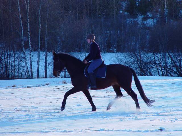 Brown horse and rider trotting in snow