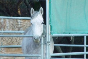 Grey Arab headshot in pipe stall