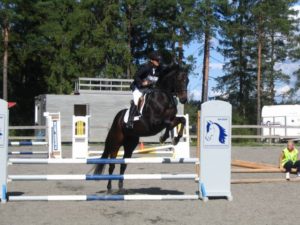 Black thoroughbred jumping blue white pole fence