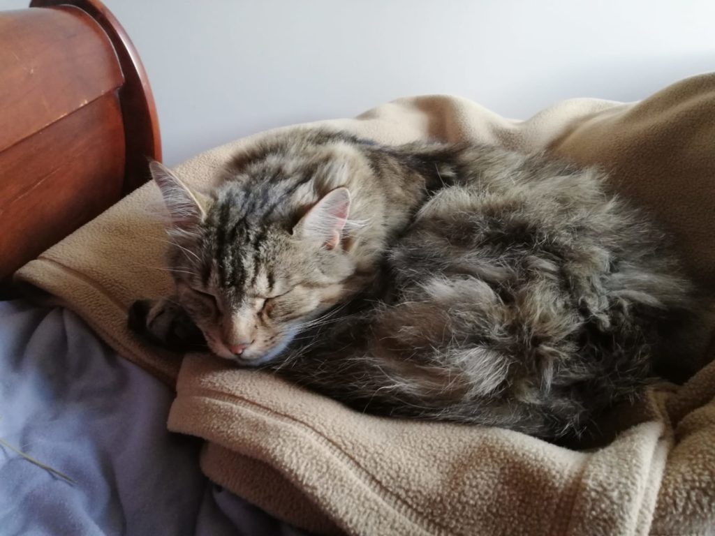 Tabby cat sleeping on blanket
