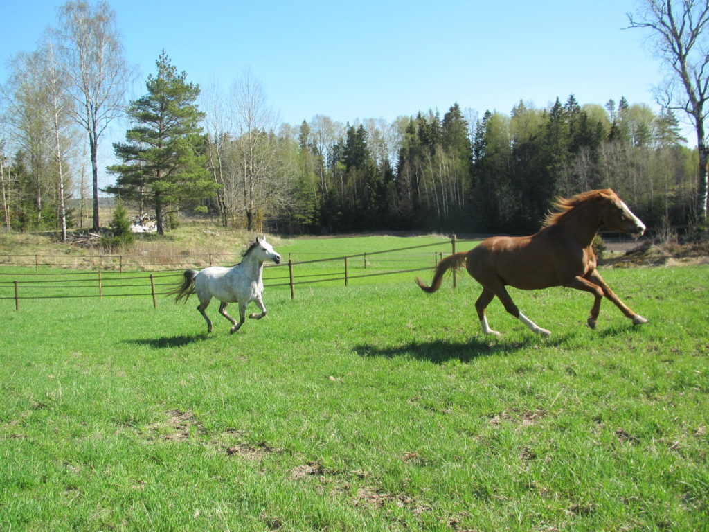 Grey Arab and chestnut horse galoping in grass field
