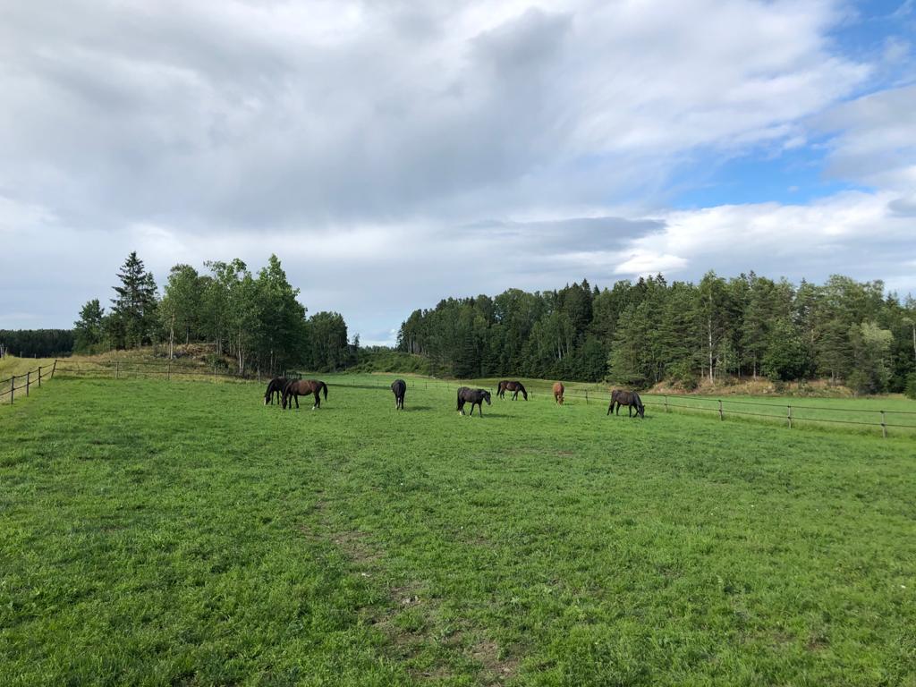 Horses in grass field Norway