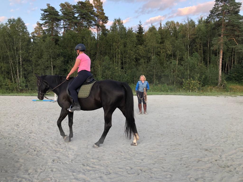 Black horse with rider on lunge line
