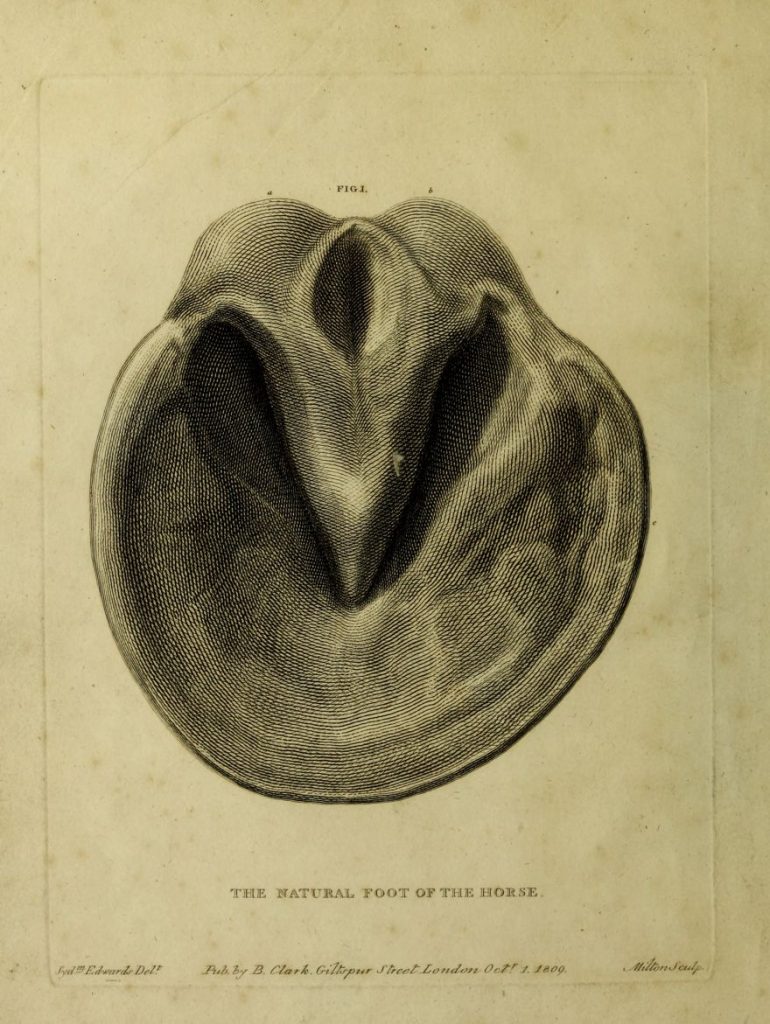 Undersides of hooves drawings