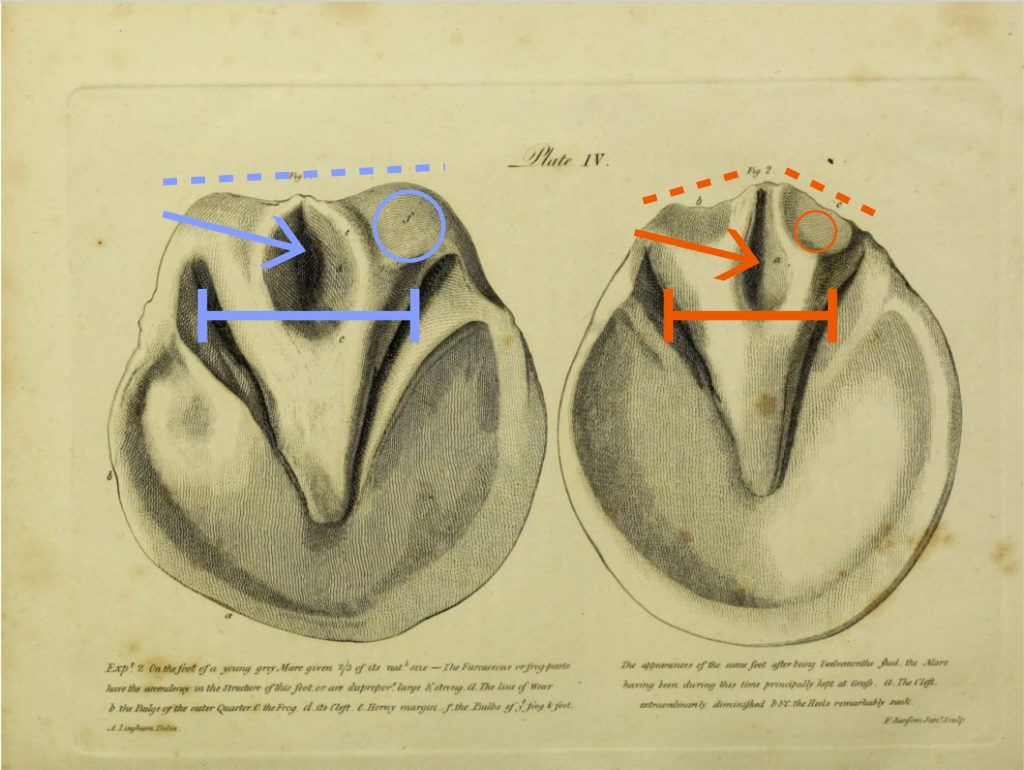 Engravings of horse hoofs from underside showing contraction