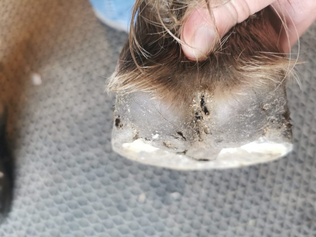 Pony hoof seen from the back