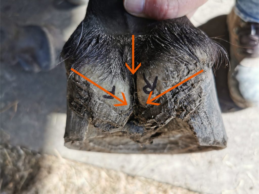 Contracted hoof seen from behind