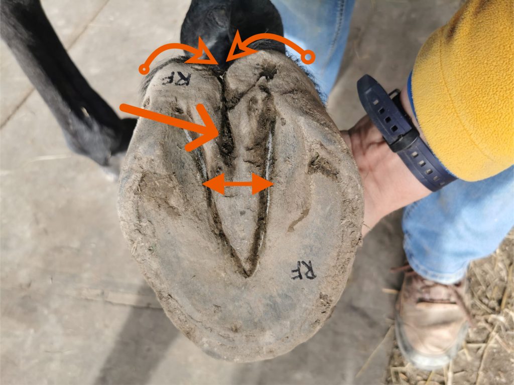 Underside of contracted hoof with markers