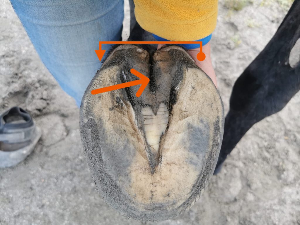 Underside of contracted hoof with markers