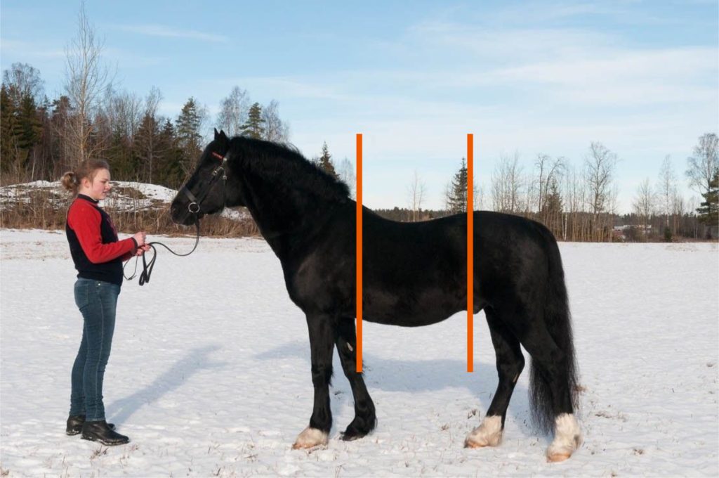 Black welsh stallion Danaway Matthias in snow with girl