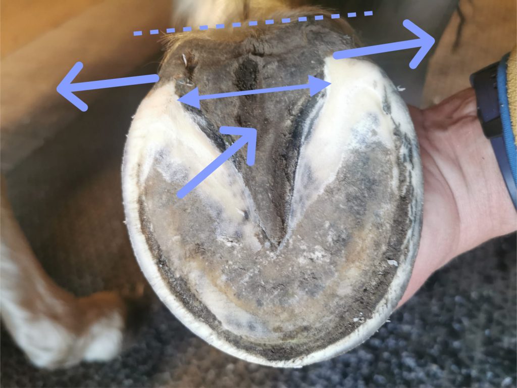 Underside of healthy pony hoof