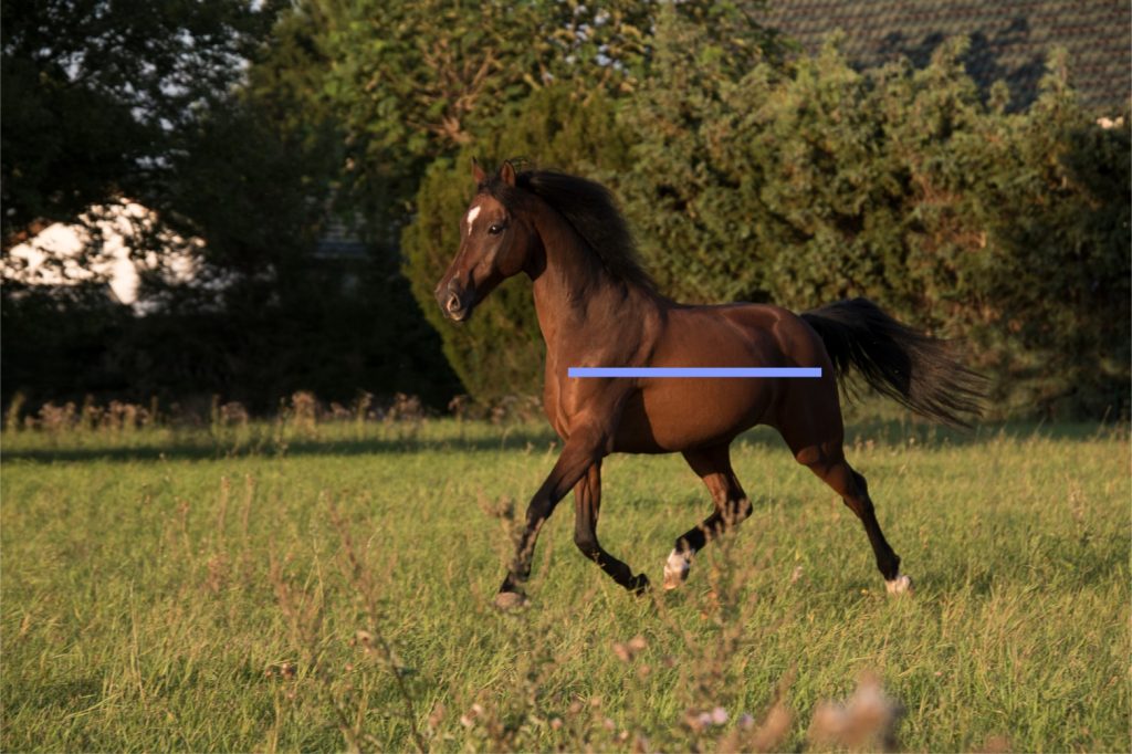 Brown Arab horse trotting in balance