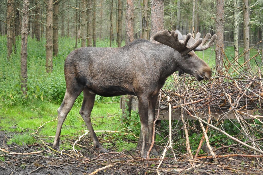Moose standing in wood with pile of branches