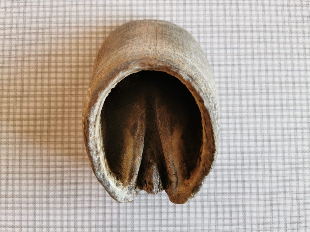 Hoof capsule with contraction