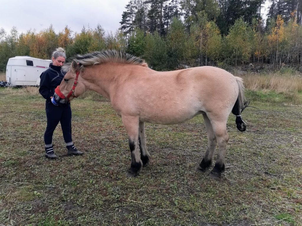 Fjord horse and woman seen from the side