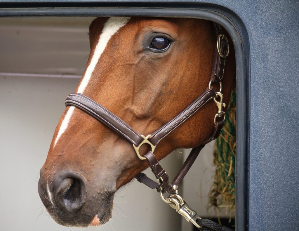 Brown horse head with leather halter looking out of horse trailer door. Trailering lessons can be an easy last-minute gift idea for a horse person.