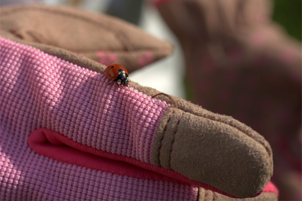 A pink and brown riding glove with a ladybird sitting on a finger.