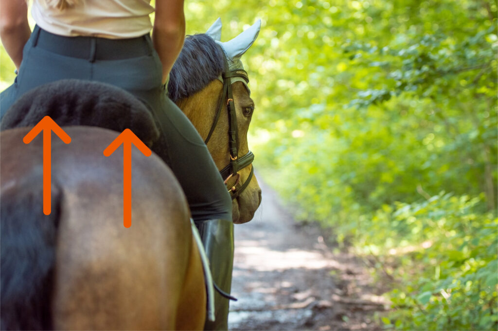 Back view of rider sitting on brown horse with orange arrows pointing towards saddle. How to ride the best working tempo on any horse can only be felt with your body, not seen.