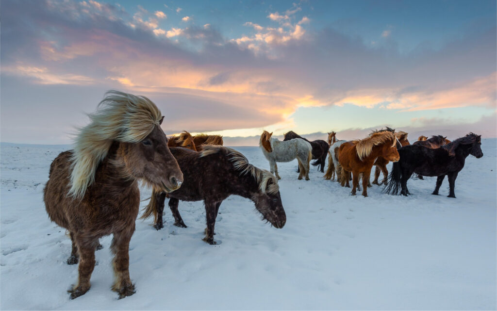 Group of icelandic horses standing in snow with sunset in background