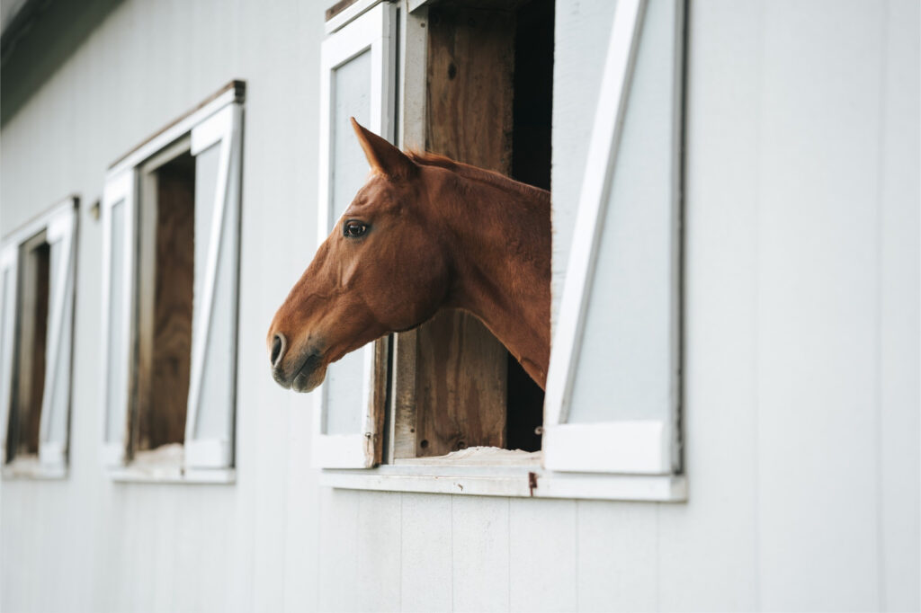 Chestnut horse looking out of stable window in grey stable building