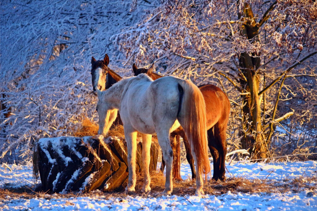 Three horses standing in snow eating hay from a large tractor tire in the sunset.