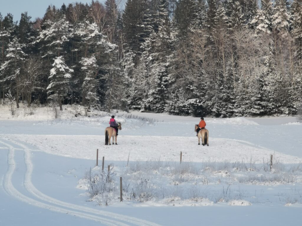 Two Fjord horses standing on a snowy riding arena with riders on top and snowy trees in background.