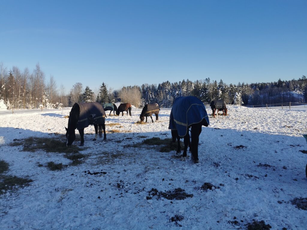 Group of horses with blankets eating hay from small heaps in snowy field.
