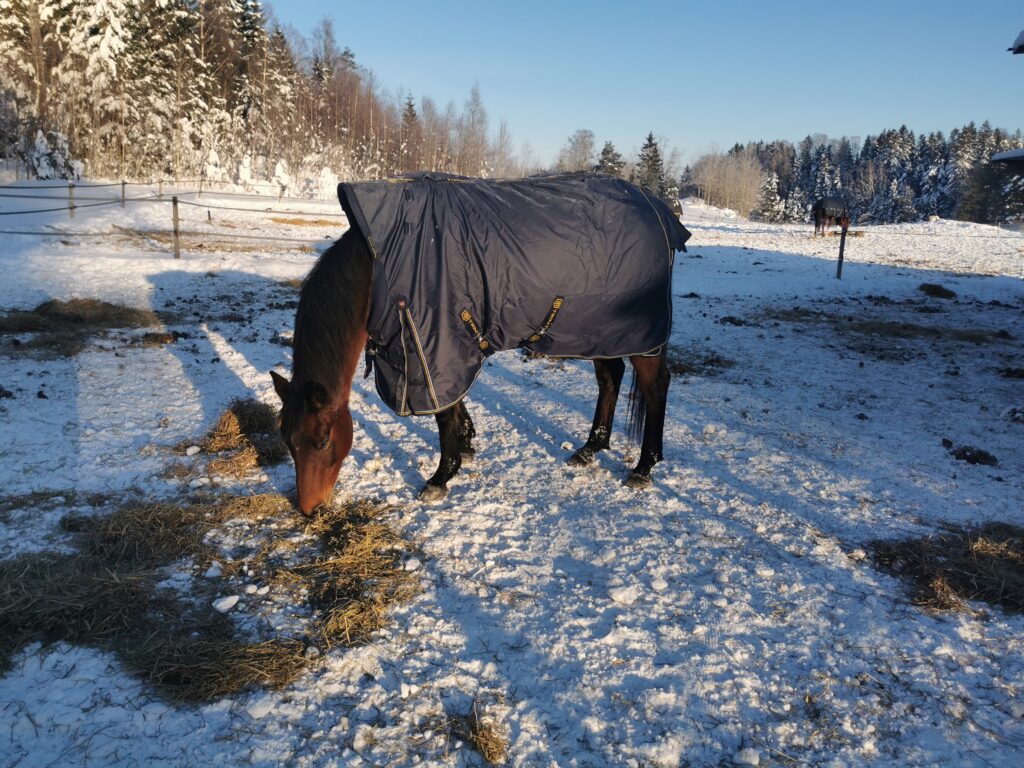 Bay mare with blue blanket eating hay in snowy field