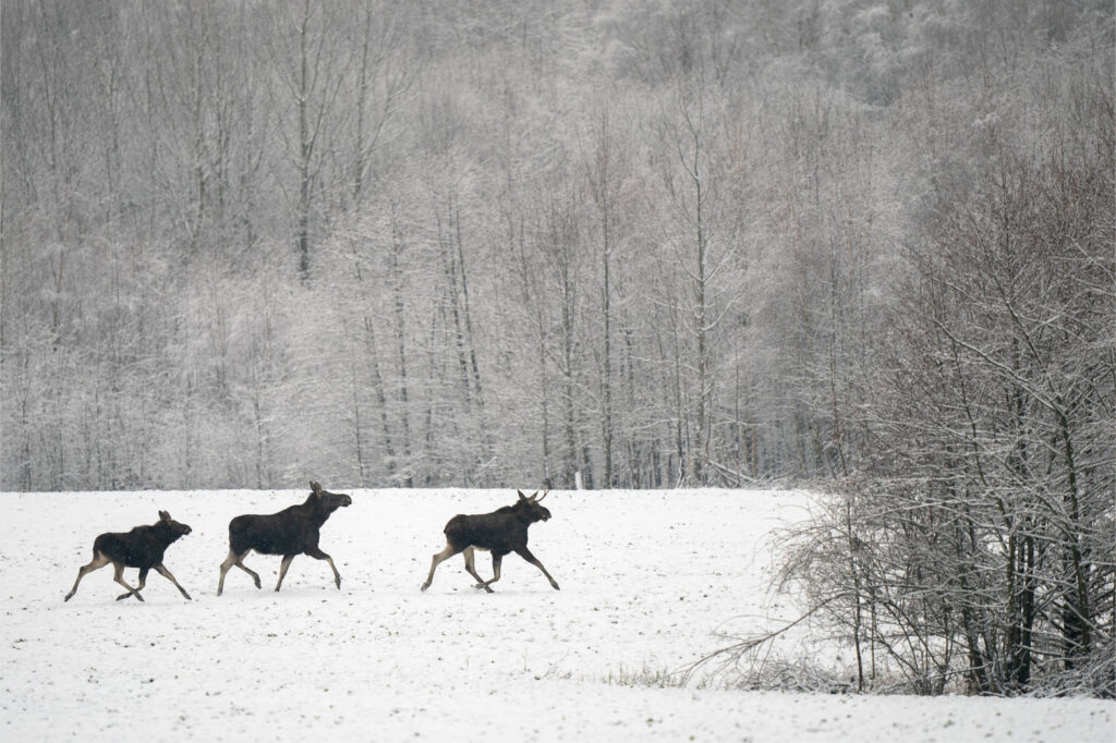 Three moose trotting over a snowy field with trees in the background