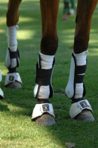 Four horse legs with white wraps, tendon boots and hoof boots