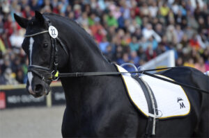 Young black stallion in long reins at stallion grading show