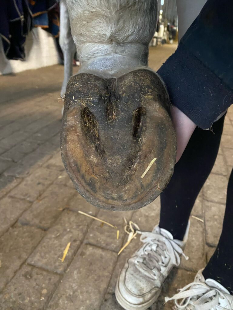 Hind hoof of horse with white legs held up by hand so you can see the sole.