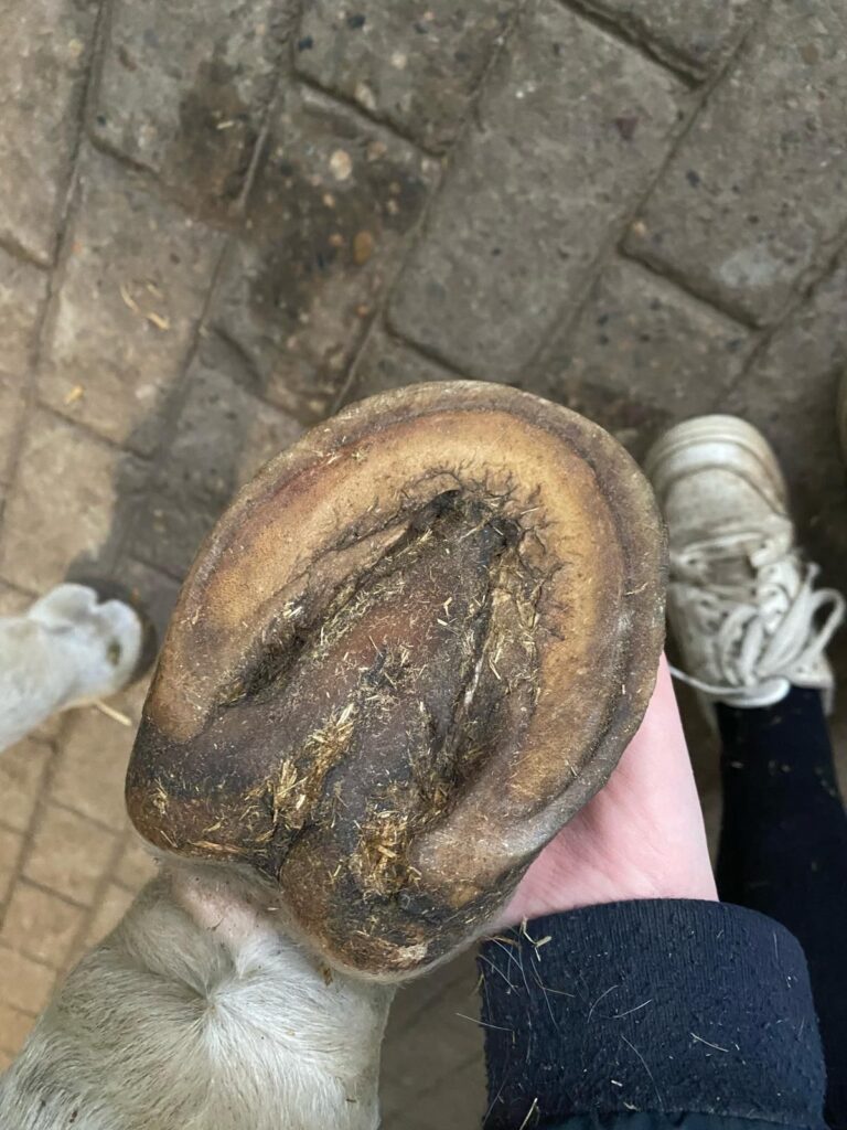 Underside of hoof showing sole and bars