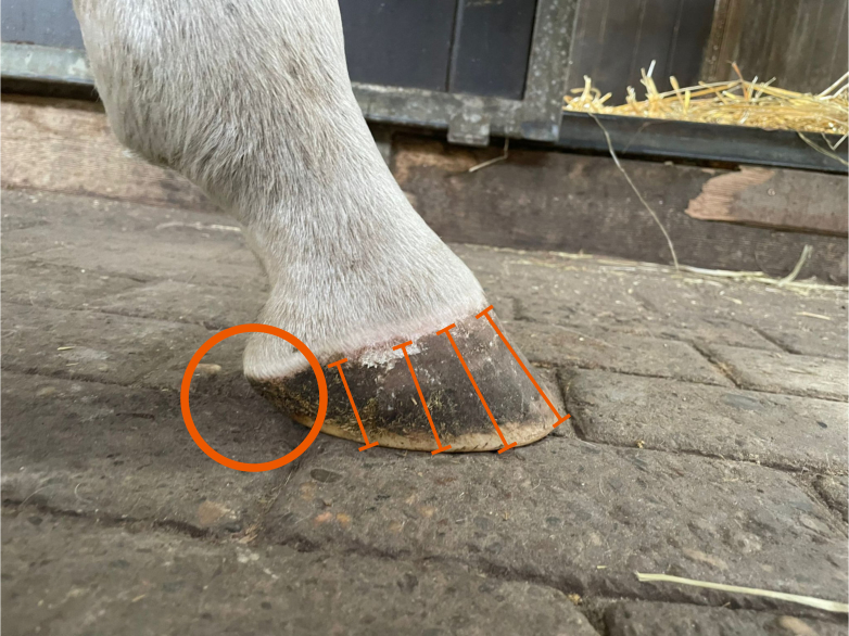 Picture of hind hoof of white horse with measurement of wall length and height of heel area. How to evaluate hoof length can be difficult without looking at the whole hoof and the heel height.