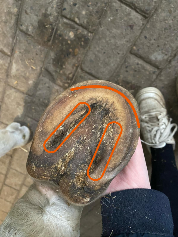Underside of hoof with marked areas where hoof should be trimmed
