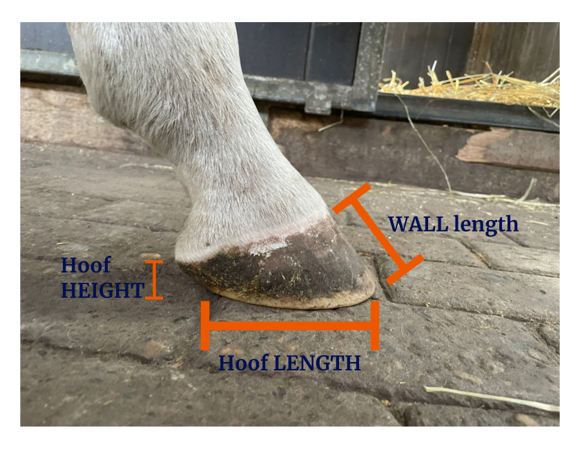 Horse hoof showing difference between length and height
