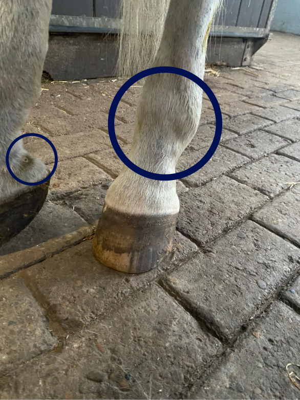 Picture of two hindlegs of white horse with blue circles around the fetlock and some mud fever