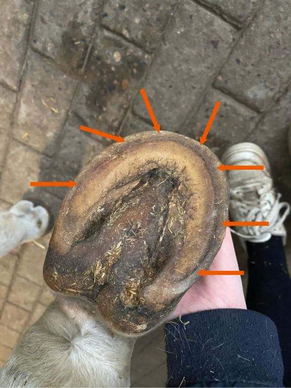 Underside of hoof with orange arrows pointing out the wall growth all around the hoof.