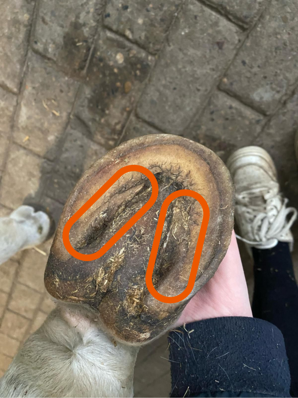 Sole of hoof with bar areas outlined in orange